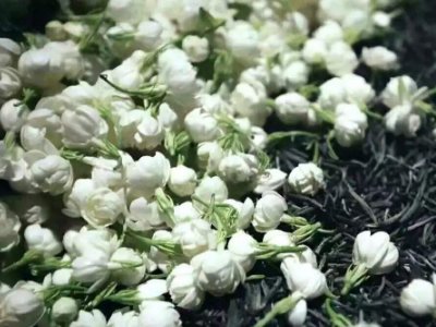 喝茶治口臭嗎，什么茶治口臭好？