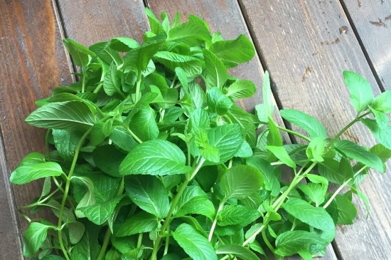 薄荷茶的功效與作用，喝薄荷茶有什么好處？