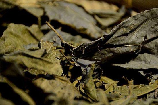 鷓鴣茶什么人不適合喝，鷓鴣茶的禁忌人群