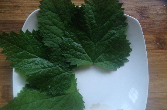 薄荷茶的功效與作用，喝薄荷茶有什么好處？