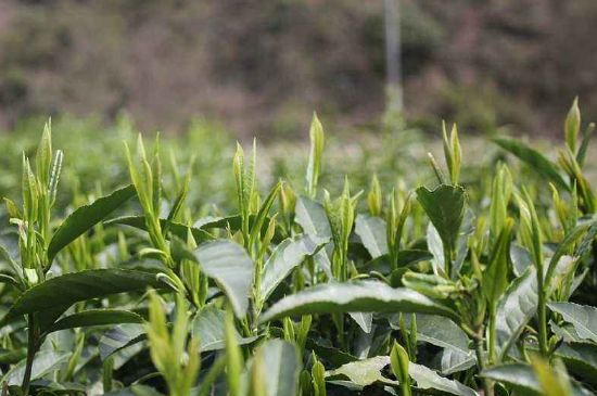 喝黃金茶禁忌，什么人不能喝黃金芽茶？