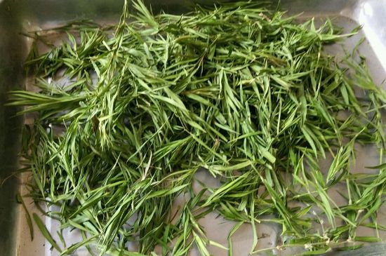 哪類人不適合喝石竹茶，石竹茶的功效與禁忌