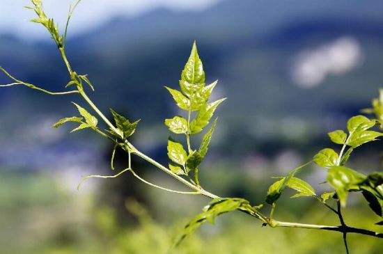 莓茶為什么先苦后甜回甘，莓茶口感怎么樣？