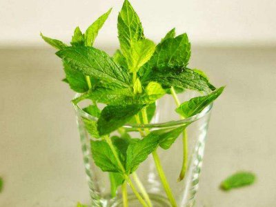 喝茶治口臭嗎，什么茶治口臭好？