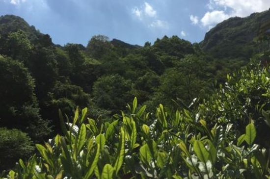 六安瓜片適合什么人喝，六安瓜片的功效與禁忌