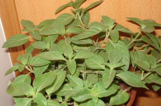 薄荷茶的功效與作用，喝薄荷茶有什么好處？