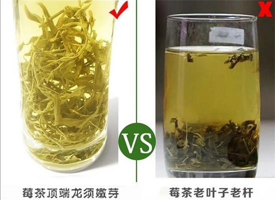 張家界茅巖莓茶與藤茶是同一種茶嗎，藤茶跟莓茶一不一樣？