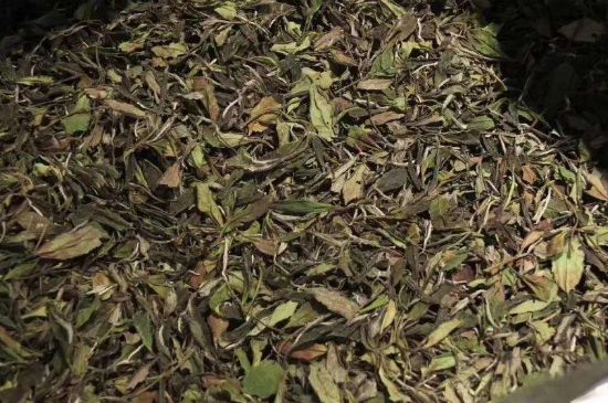 陳茶還是新茶好，茶葉是新茶好喝還是陳茶好喝