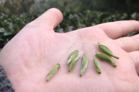 春茶季怎么辨別白毫銀針的好壞，好的白毫銀針如何選購？