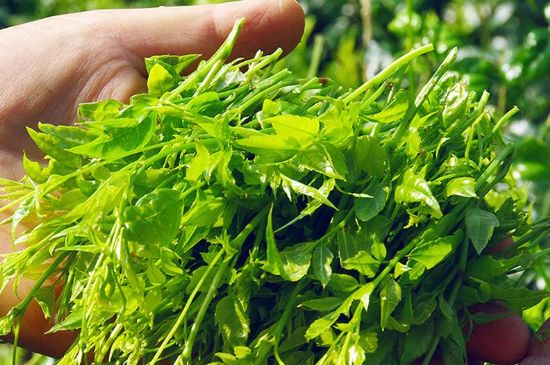 茅巖莓茶別名是什么，莓茶別名叫藤茶嗎？