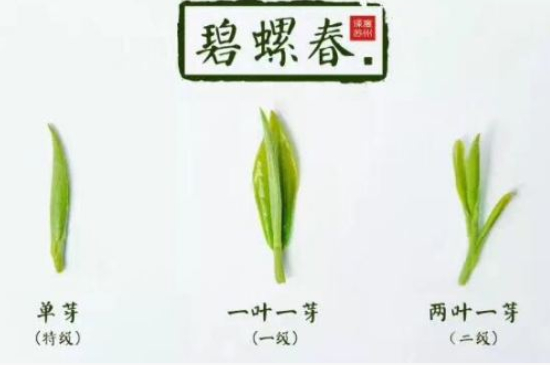 真假碧螺春泡水后區(qū)別，蘇州洞庭碧螺春怎樣鑒別好壞？