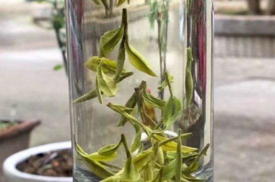蒸汽煮茶器適合什么茶，蒸汽煮茶器適合用綠茶嗎？