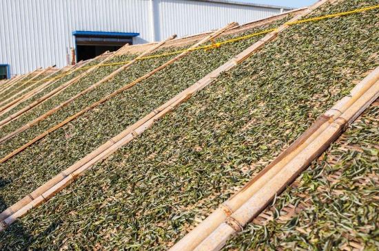 武夷巖茶的初制、精制加工工藝詳細講解