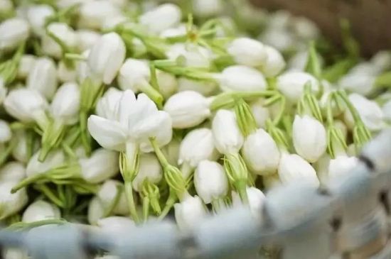 十大排毒養(yǎng)顏花茶，喝什么花茶排毒養(yǎng)顏