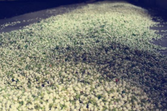 茉莉龍珠怎么做的，茉莉龍珠的制作工藝