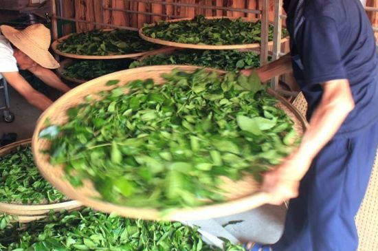 武夷巖茶的初制、精制加工工藝詳細講解