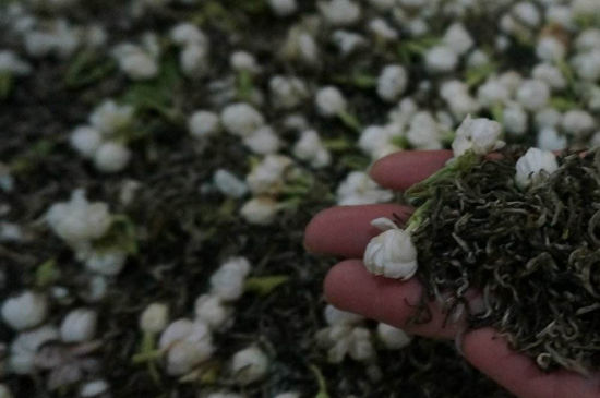 茉莉茶的種類和等級，茉莉花茶的分類