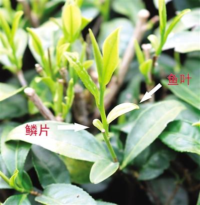 摘茶葉最快的方法，采摘茶葉怎么才能快？