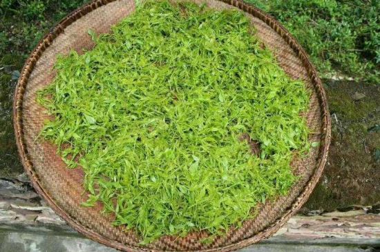 茅巖莓茶加工工藝，莓茶的工藝制作過程