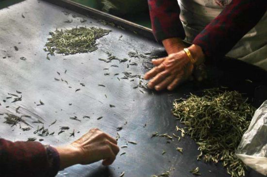 武夷巖茶的初制、精制加工工藝詳細講解
