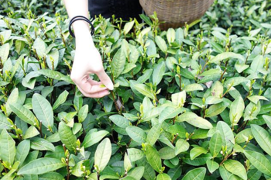 采茶的方法與步驟，如何正確采摘茶葉？