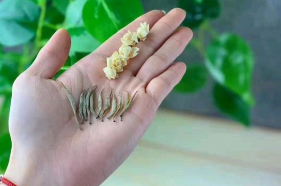 茉莉銀針口感，茉莉銀針是什么味道？