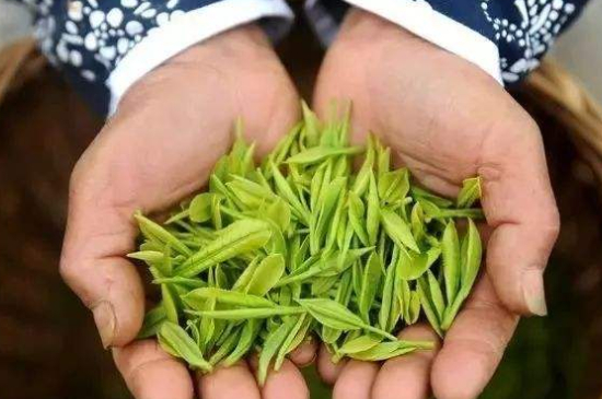 摘茶葉最快的方法，采摘茶葉怎么才能快？