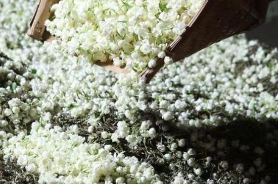 茉莉茶葉的功效與禁忌，什么人不適合喝茉莉花茶？