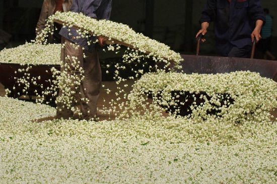 茉莉龍珠怎么做的，茉莉龍珠的制作工藝