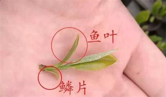 摘茶葉最快的方法，采摘茶葉怎么才能快？
