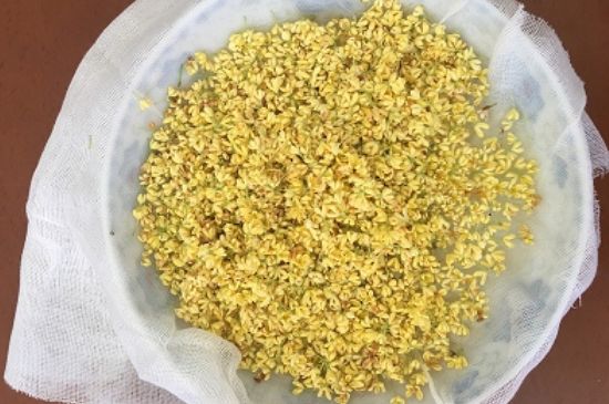 干桂花茶的制作方法，怎樣自制桂花茶？