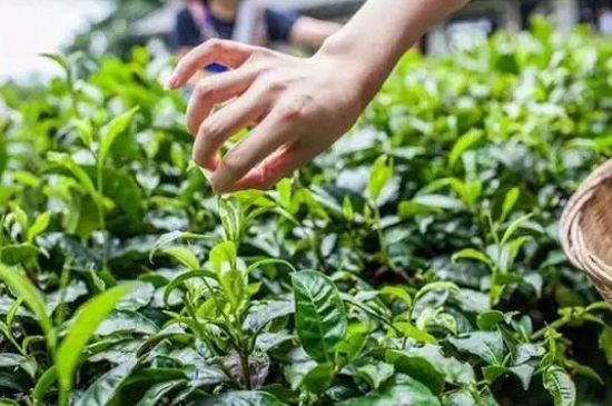 綠茶加工工藝流程圖，綠茶的加工制作包含哪幾個步驟？