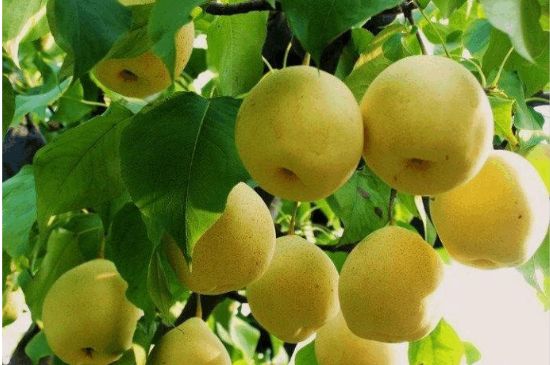 一把真正的本山綠泥壺最低多少錢，什么價格能買到本山綠泥紫砂壺？