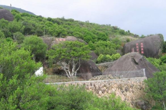 宋種一號(hào)價(jià)值為什么高，鳳凰單樅宋種1號(hào)價(jià)格與產(chǎn)量多少？