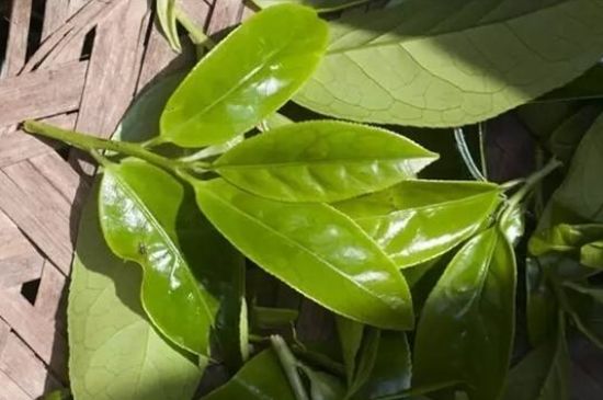 鴨屎香茶哪些人不能飲，什么人不能喝鴨屎香