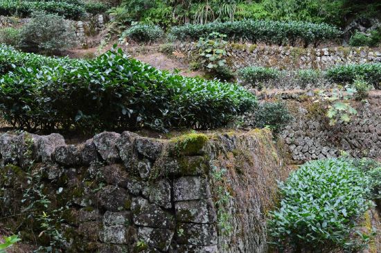拼配的馬頭巖肉桂，還配叫馬肉嗎？請(qǐng)叫它“馬頭巖大紅袍”