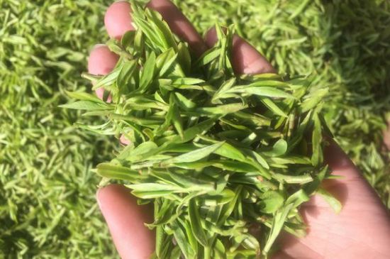 龍井好喝還是毛尖好喝，綠茶是龍井好還是毛尖好？