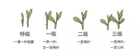 烏牛早和龍井的區(qū)別圖片，龍井43號(hào)和烏牛早茶的對(duì)比