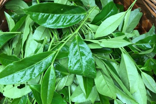 大紅袍可以放10年嗎，大紅袍放了十年能喝嗎