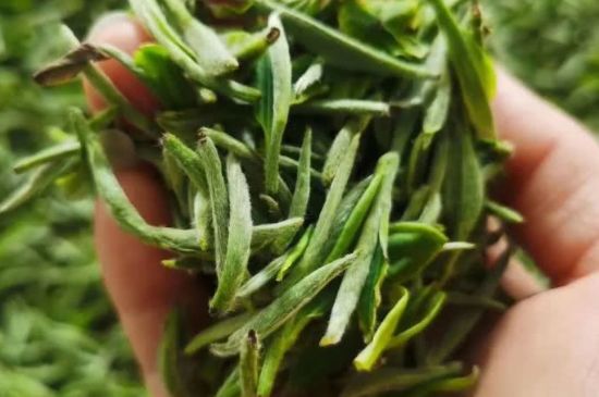 金壇雀舌算不算好茶，金壇雀舌屬于什么檔次茶葉？