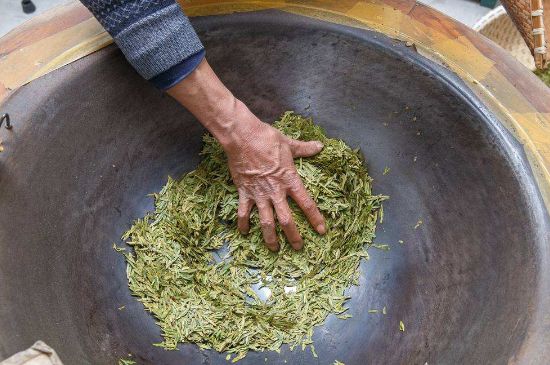 雀舌有一股青草味，雀舌為什么有青草味？