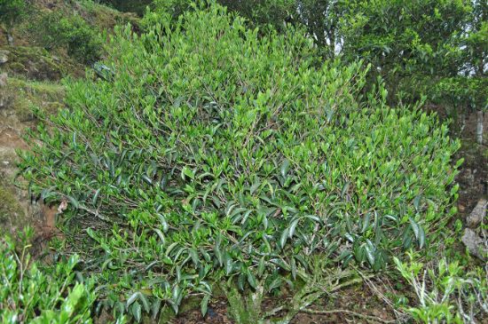 肉桂茶屬于紅茶嗎，牛欄坑肉桂是紅茶還是綠茶？