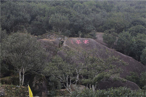 宋種一號(hào)價(jià)值為什么高，鳳凰單樅宋種1號(hào)價(jià)格與產(chǎn)量多少？