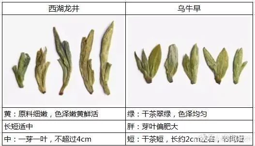 烏牛早和龍井的區(qū)別圖片，龍井43號(hào)和烏牛早茶的對(duì)比
