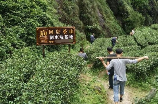 300塊錢的金駿眉能喝嗎，兩三百多金駿眉和一千多區(qū)別