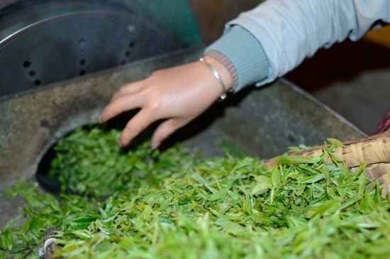 雀舌有一股青草味，雀舌為什么有青草味？