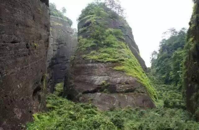 武夷山為什么盛產(chǎn)茶葉，武夷山茶為什么好喝？