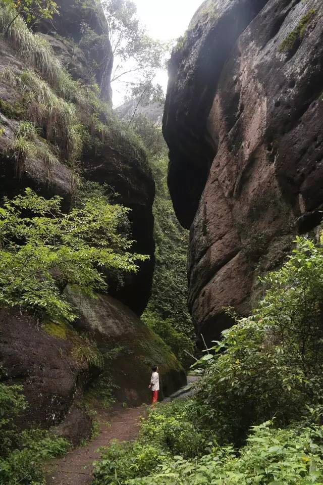 武夷山為什么盛產(chǎn)茶葉，武夷山茶為什么好喝？