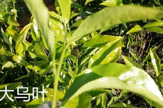鴨屎香和大烏葉是同一種茶葉嗎，單叢大烏葉和鴨屎香有什么區(qū)別？