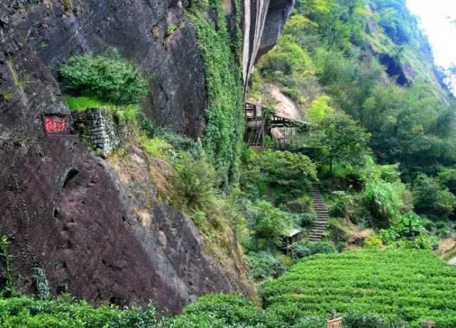 武夷山為什么盛產(chǎn)茶葉，武夷山茶為什么好喝？